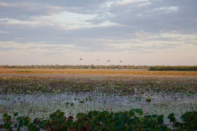 10_Kakadu wetlands