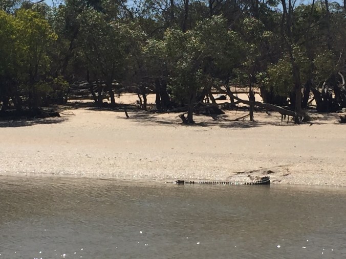 12.1_croc at Dundee Beach